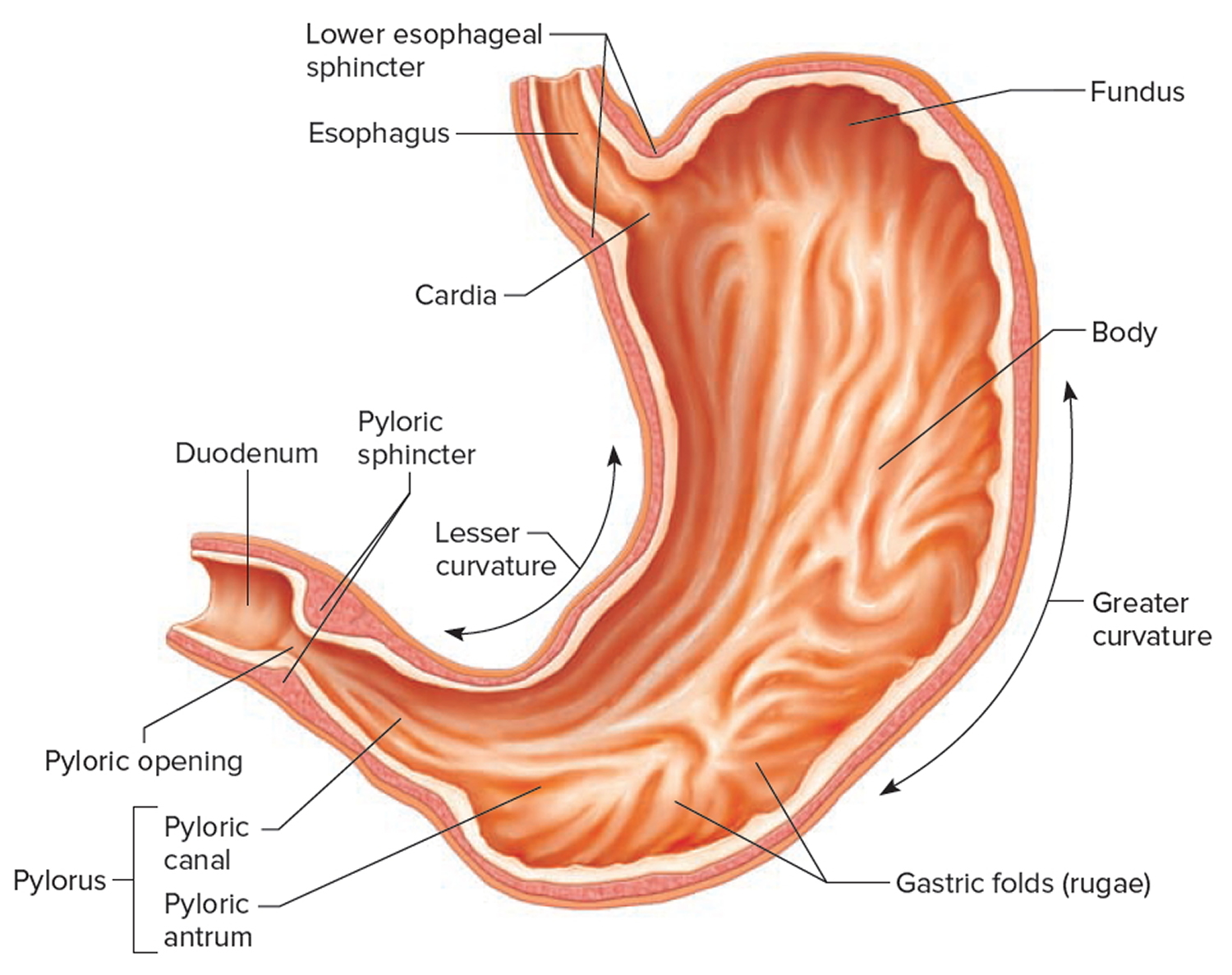 parts of the stomach