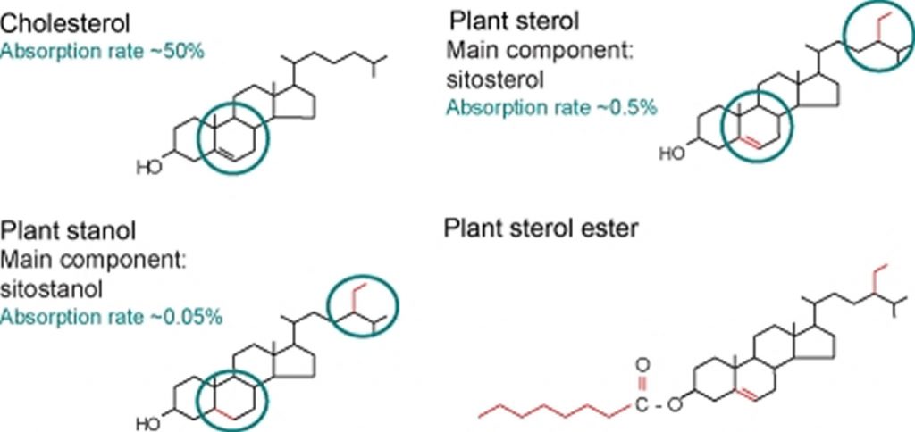 Phytosterols  Foods Source, Health Benefits, Supplements