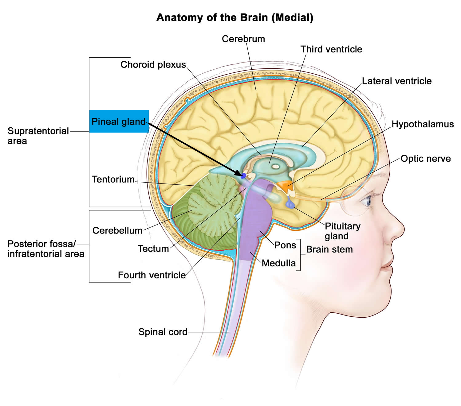 Pineal Gland And Its Function Cyst And Calcified Pineal Gland 6560