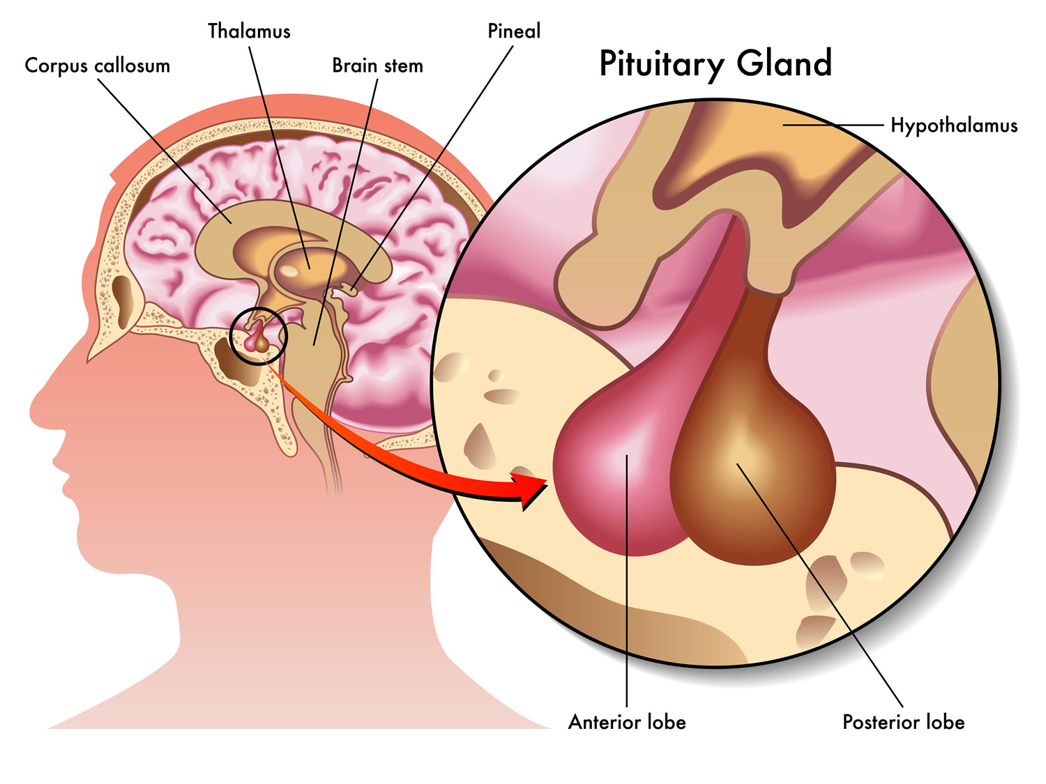 Anatomy Of The Hypothalamus And Pituitary Gland - My Endo Consult