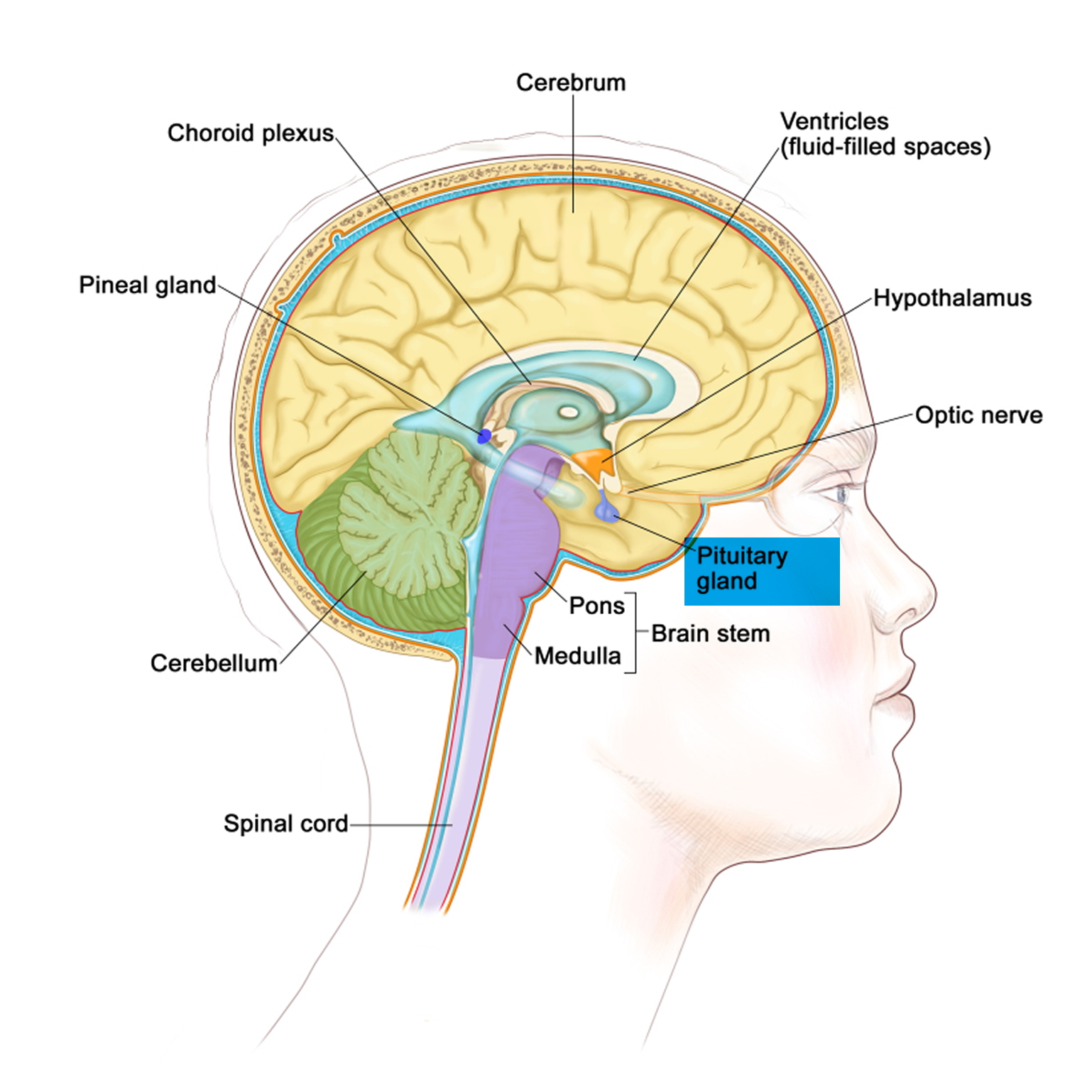 Pituitary Gland Function Disorders Pituitary Gland Tumors