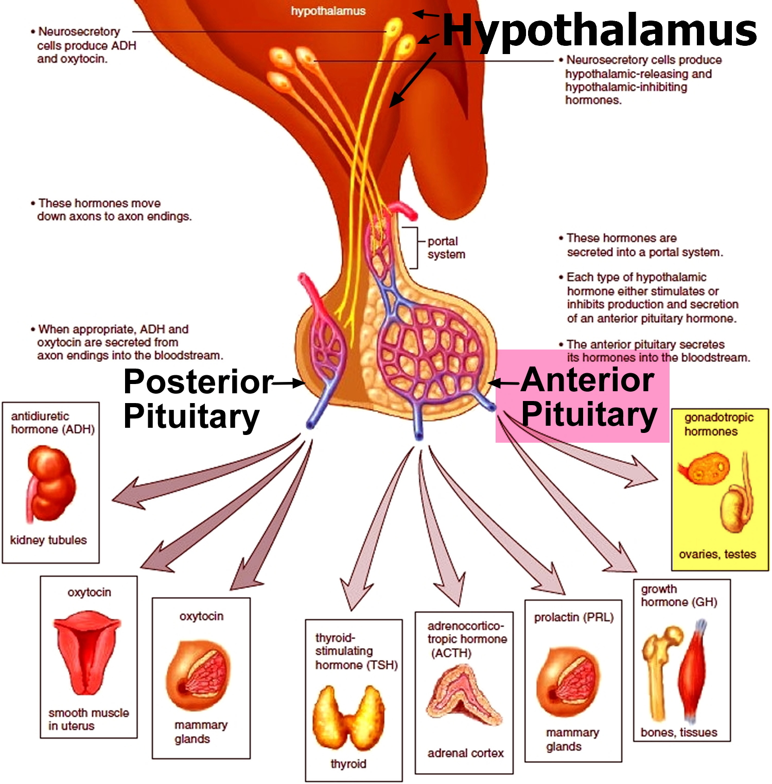 what hormone does the adrenal gland produce