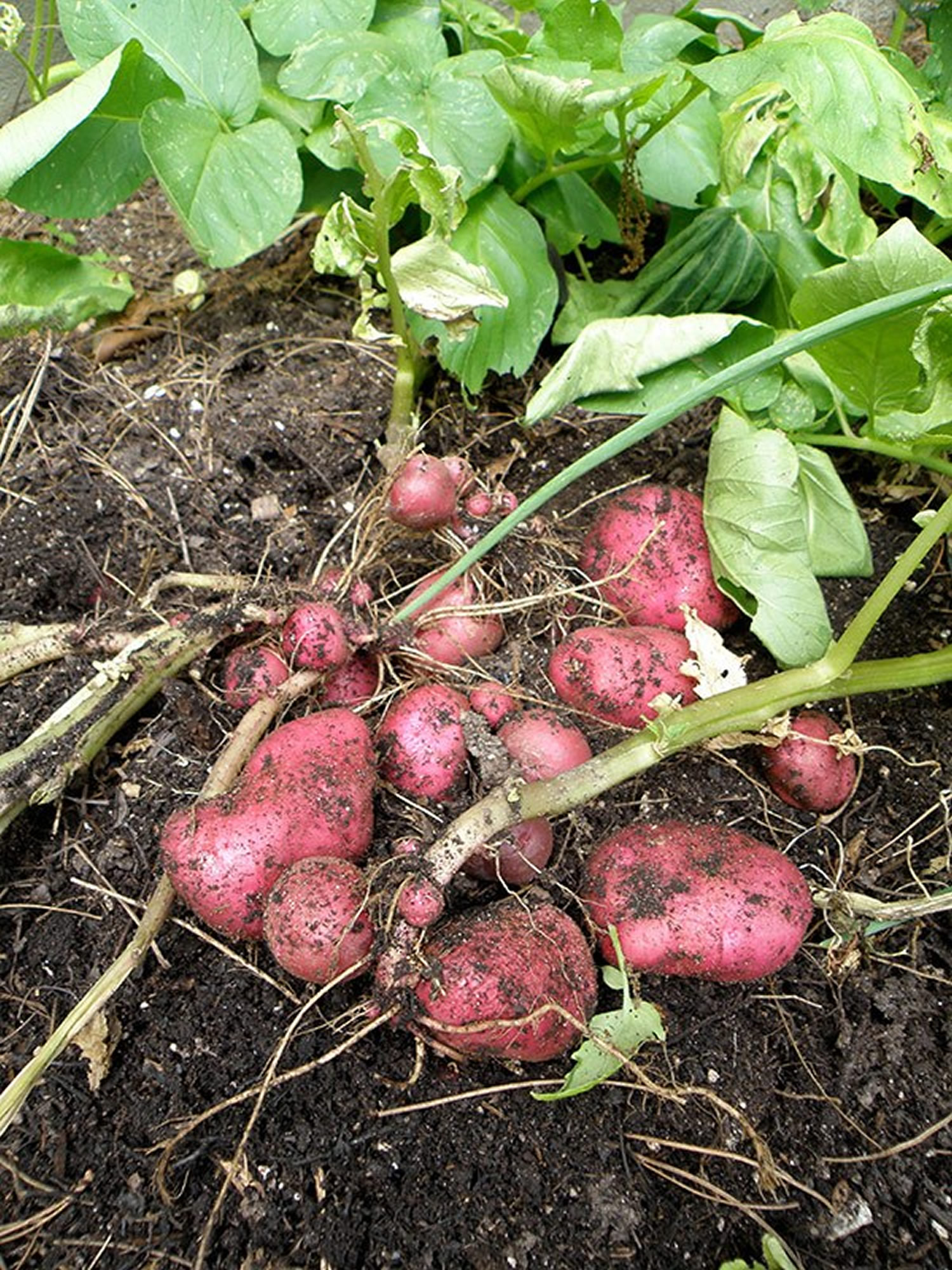 potato plant