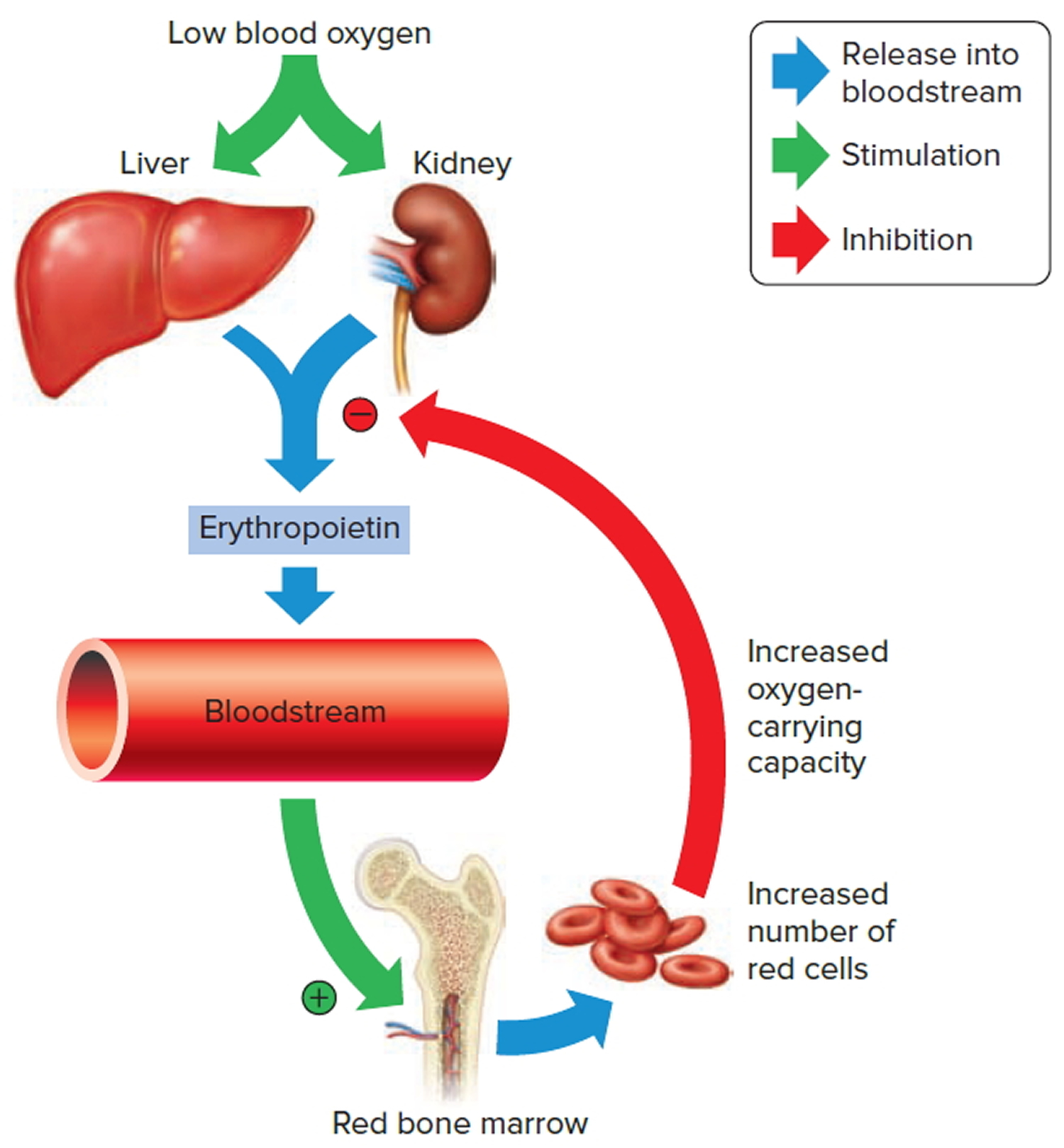 Red Blood Cells Function - Causes of Elevated, High, Large