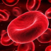 red blood cells