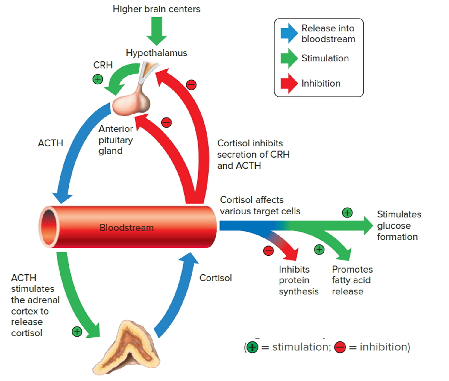 Glucocorticoids function, excess, deficiency, resistance and treatment