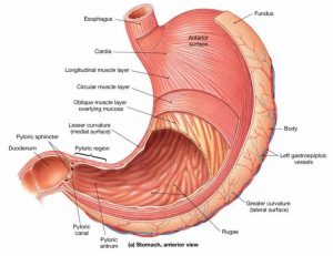 The Stomach Organs - Parts, Anatomy, Functions of the Human Stomach