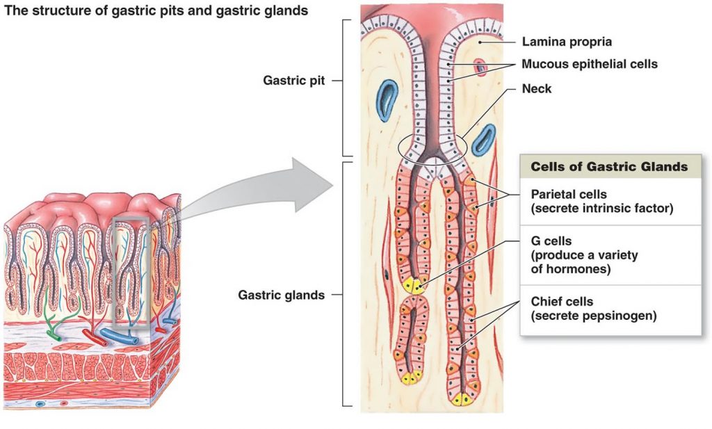 The Stomach Organs Parts, Anatomy, Functions of the Human Stomach