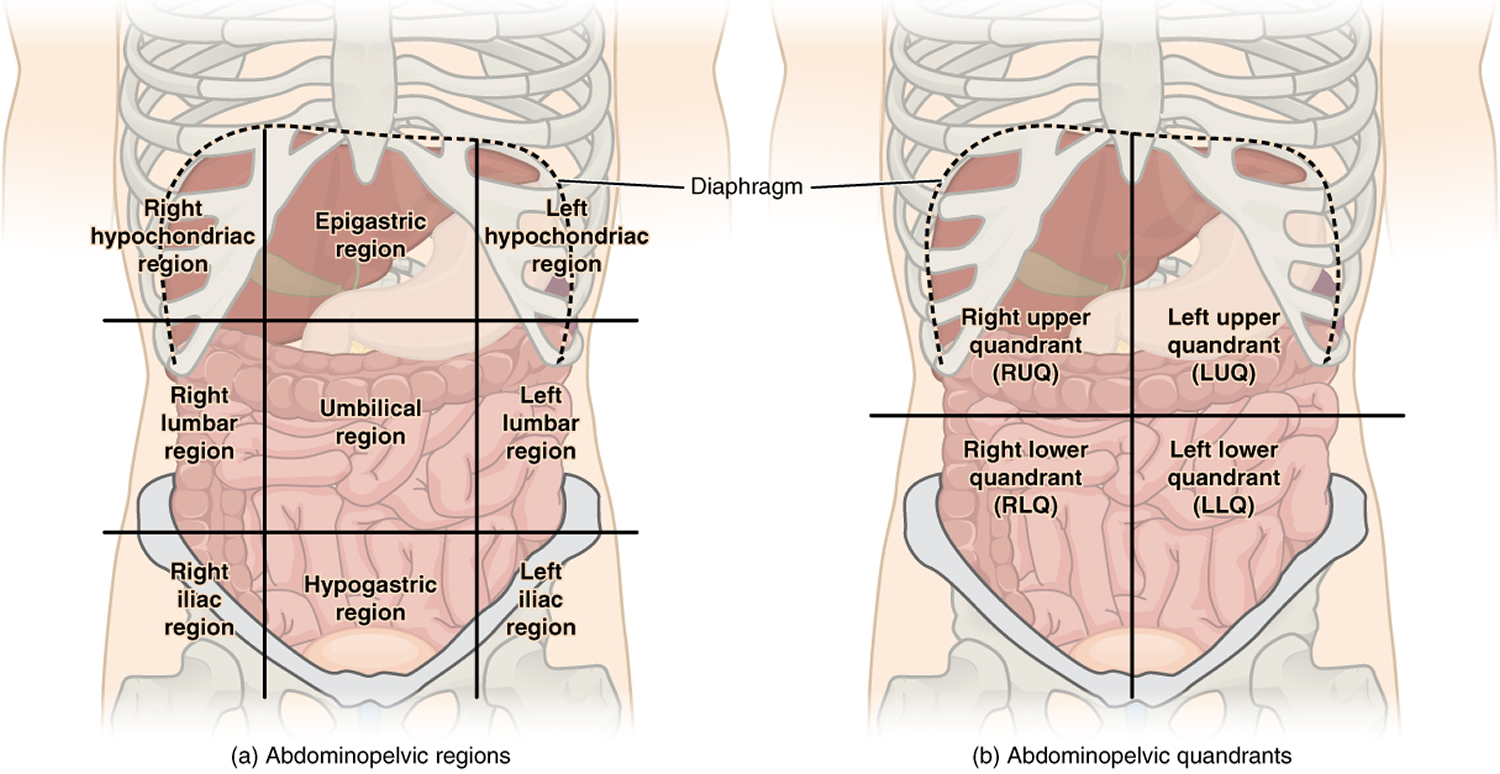 stomach-spasm-pain-causes-diagnosis-and-treatment