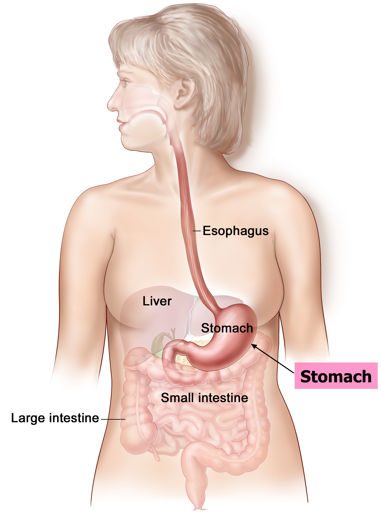 stomach