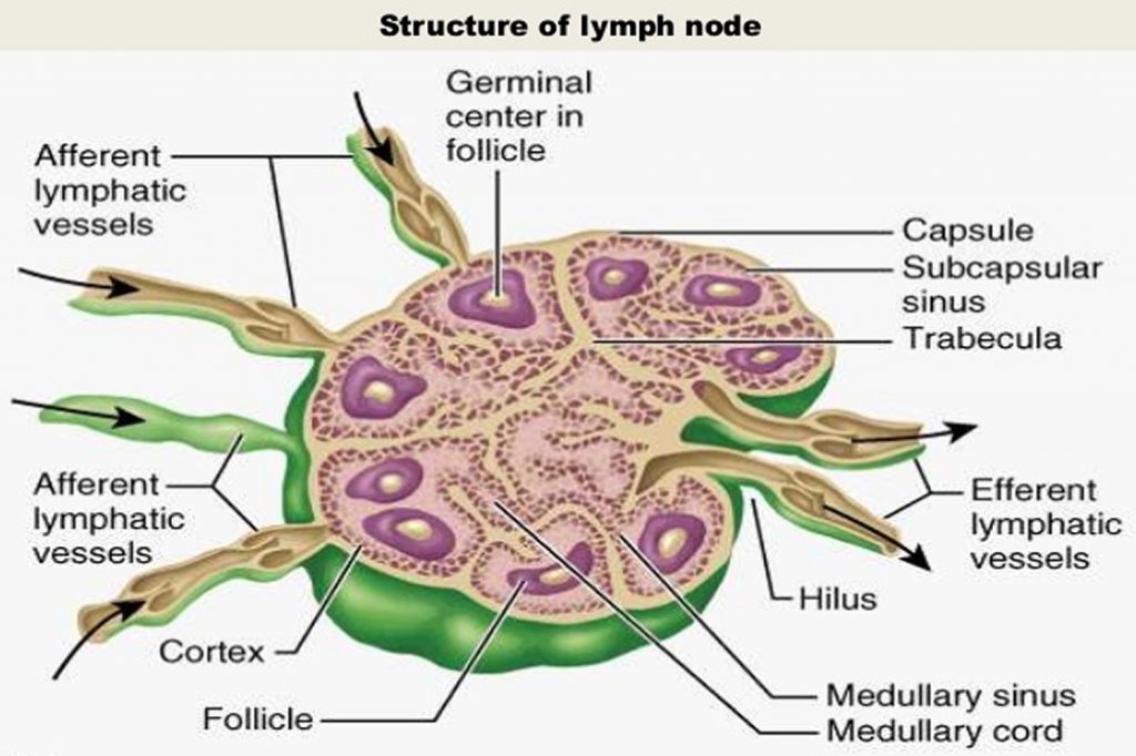 shotty lymph nodes groin kidney bean