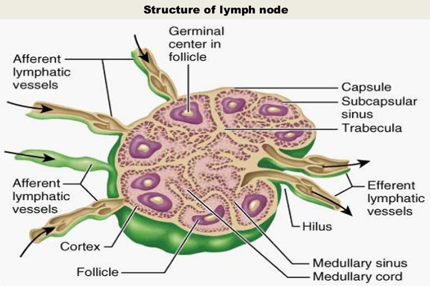 where are lymph nodes located