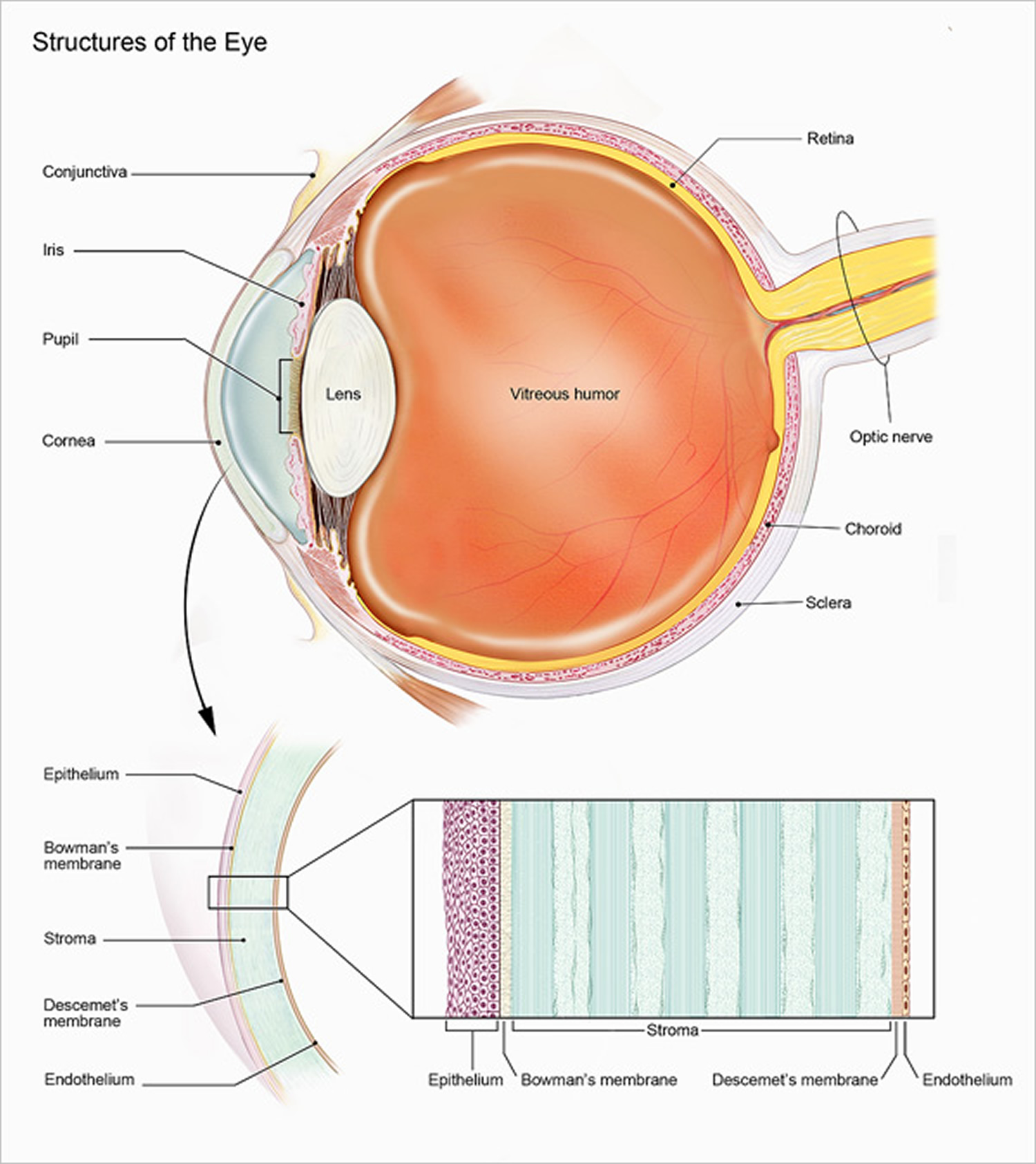 Human Eye Anatomy - Parts of the Eye and Structure of the Human Eye