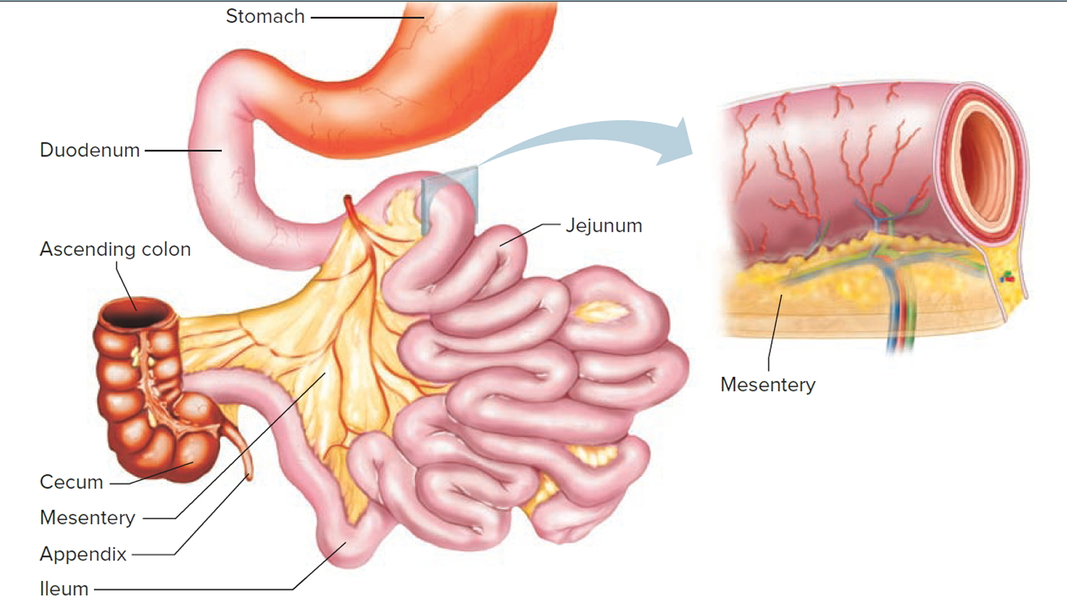 symptoms of small intestine cancer