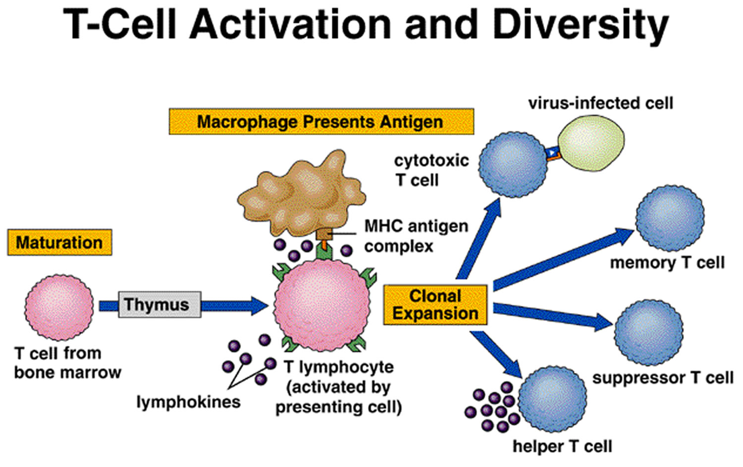 t-cell activation
