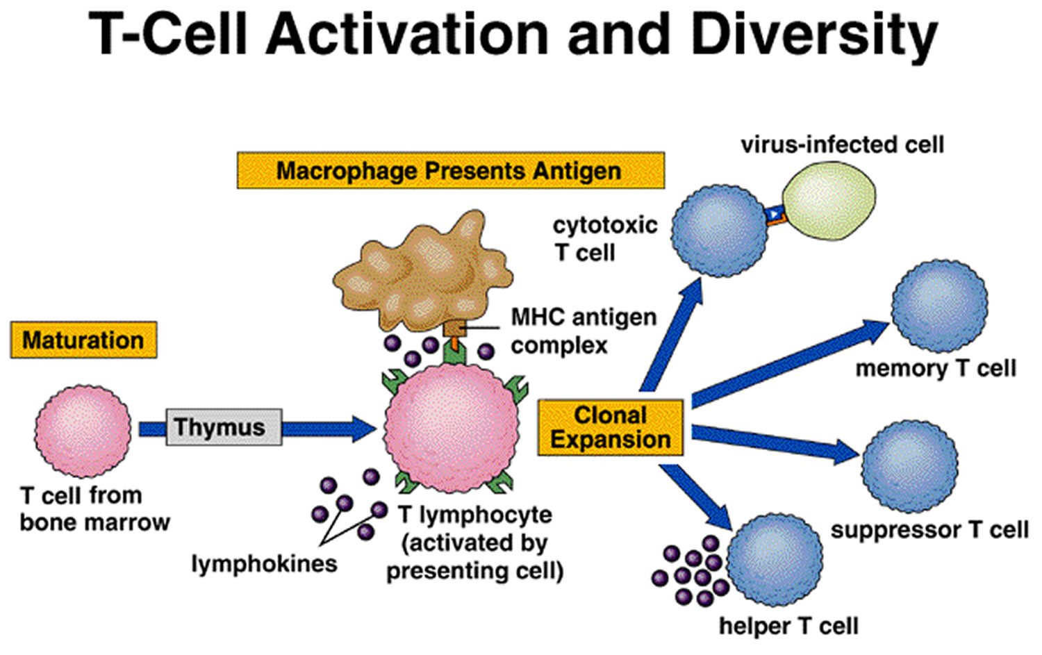 Thymus Function Locations And Role In Immune System