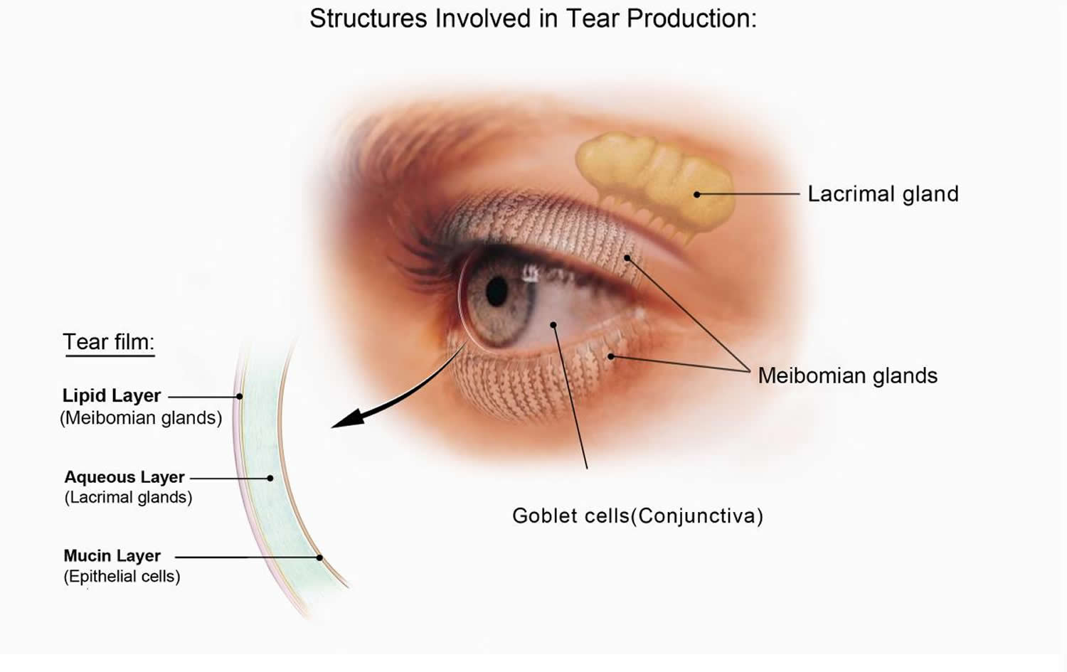 tear production by the eye