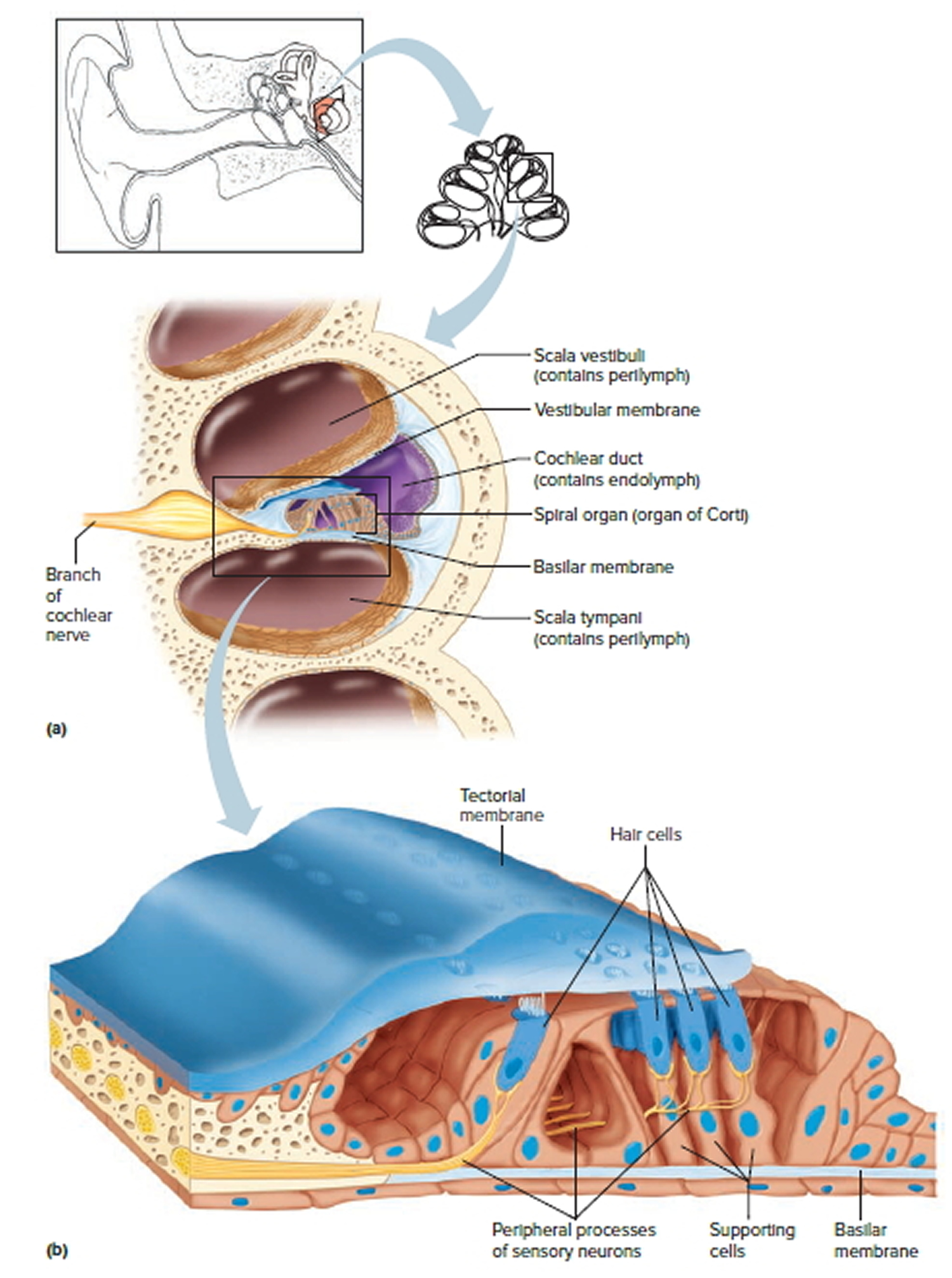 the cochlea