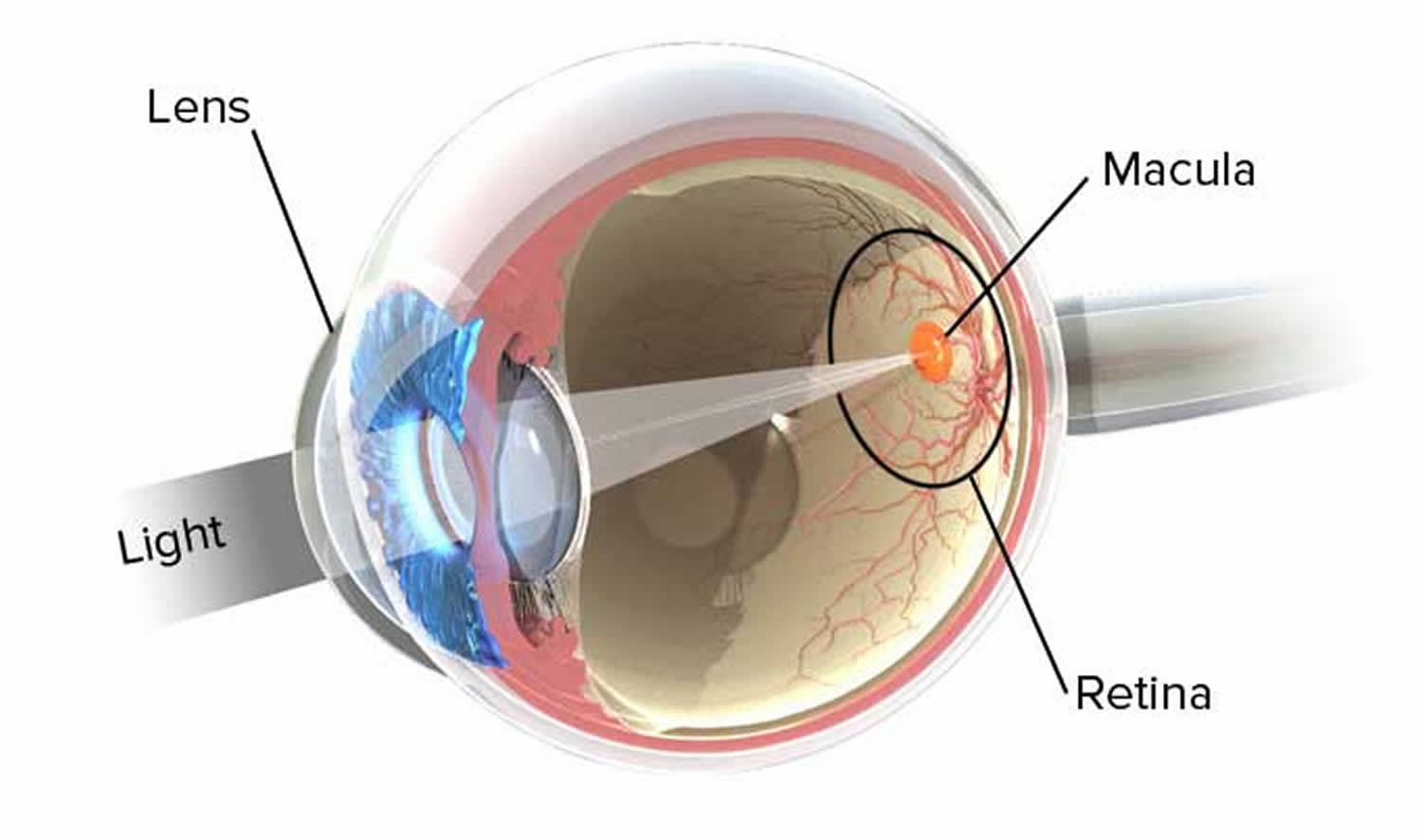 function of retina in human eye