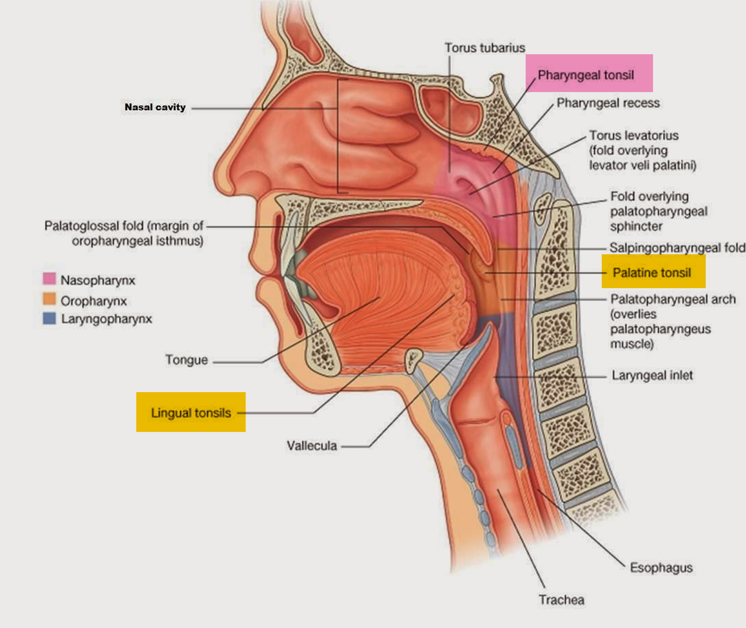 Salpingopharyngealfalte