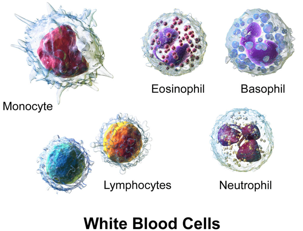 Agranulocytosis, congenital agranulocytosis, causes, signs, symptoms ...