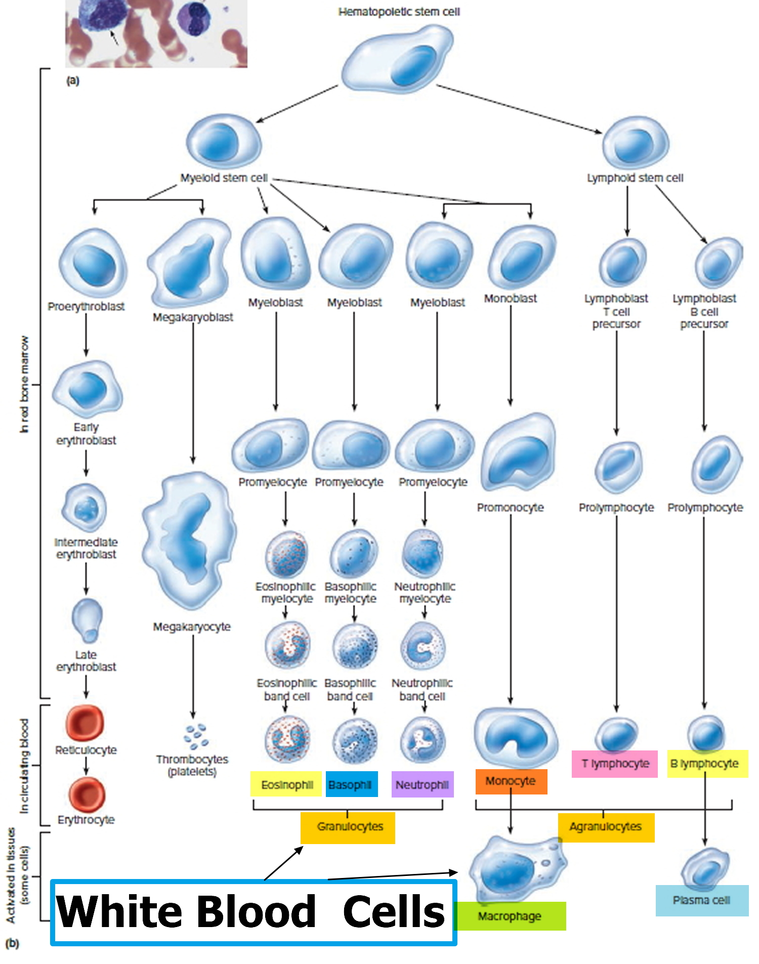 journey of a white blood cell