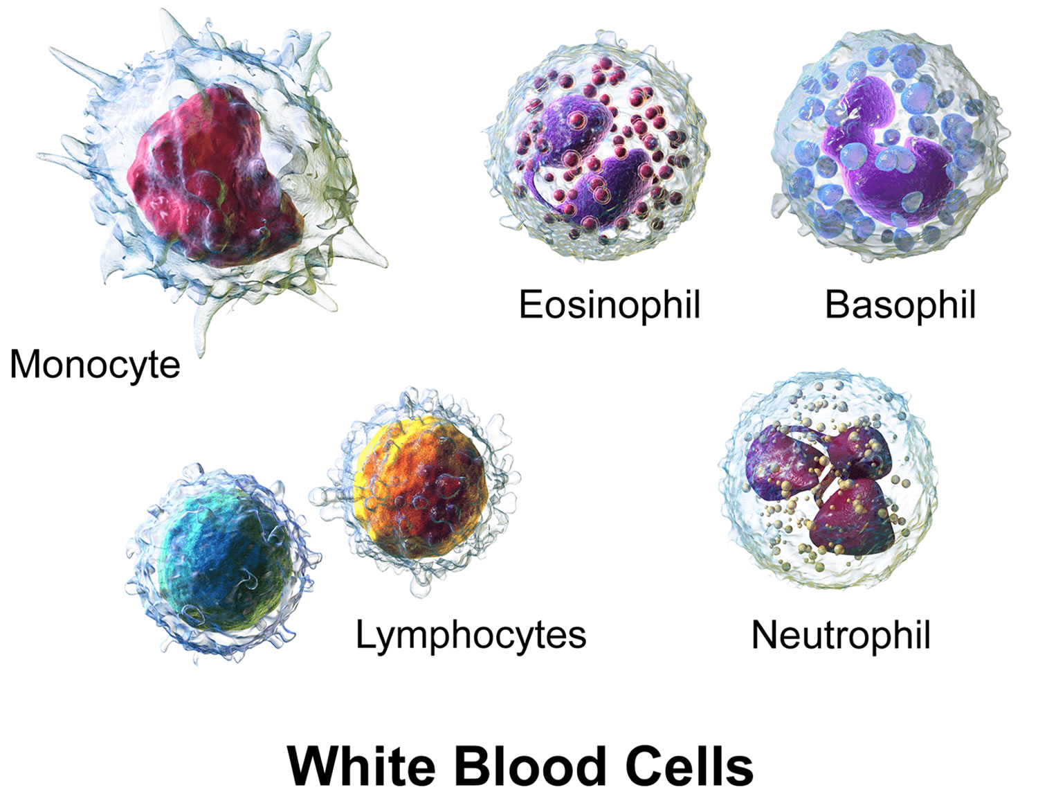 white blood cells