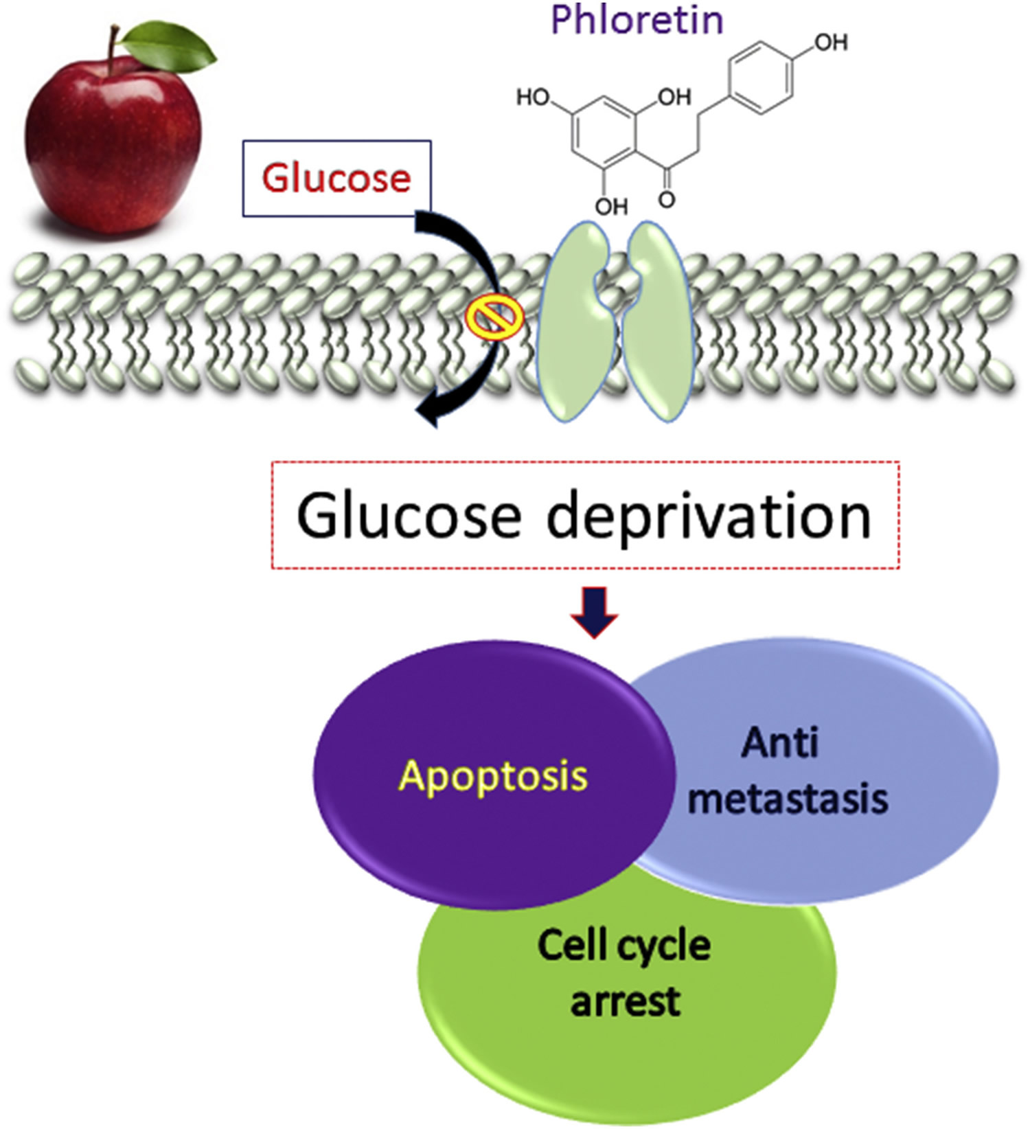 Apple polyphenol phloretin