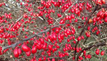 Barberry