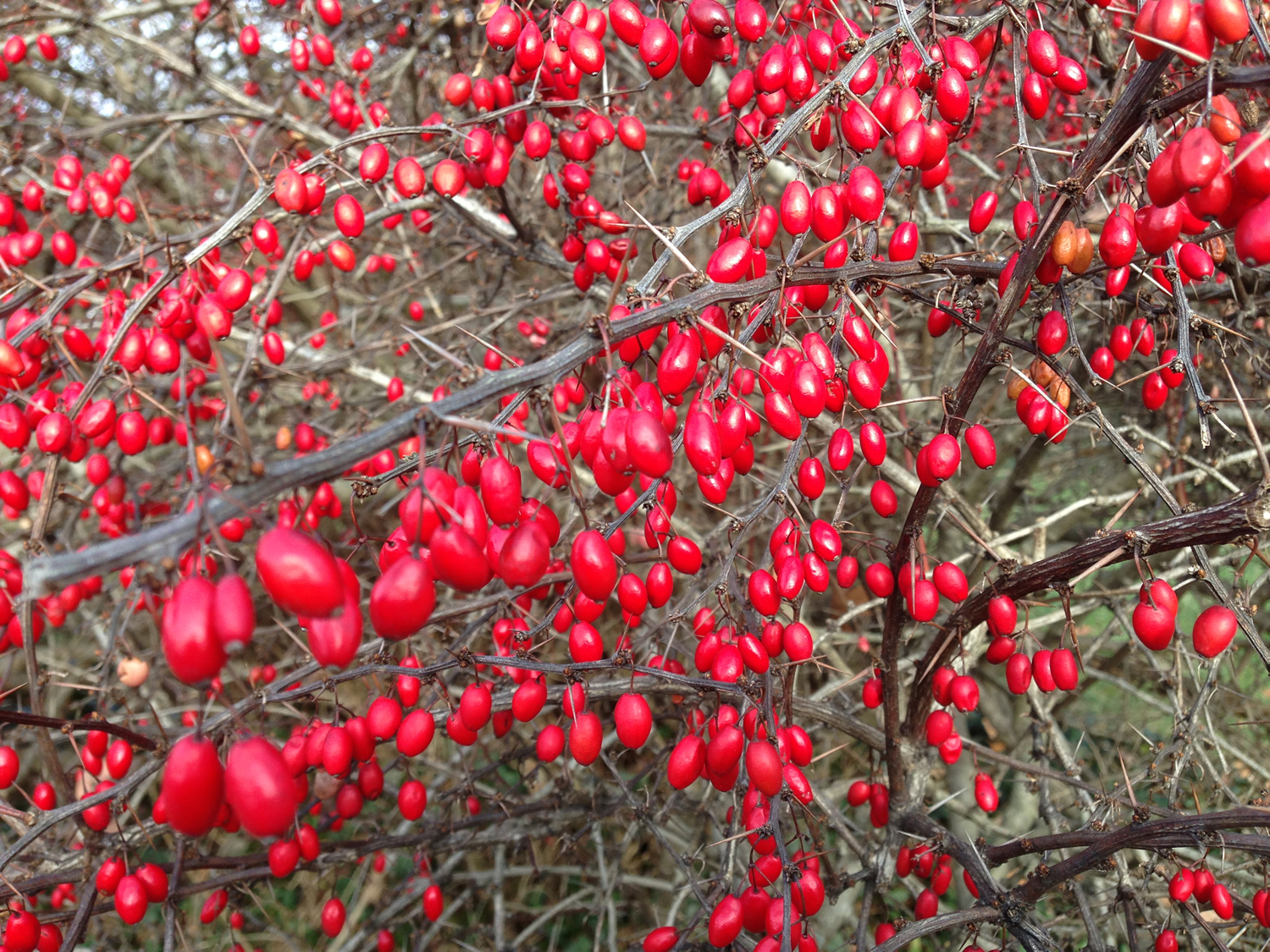 Barberry