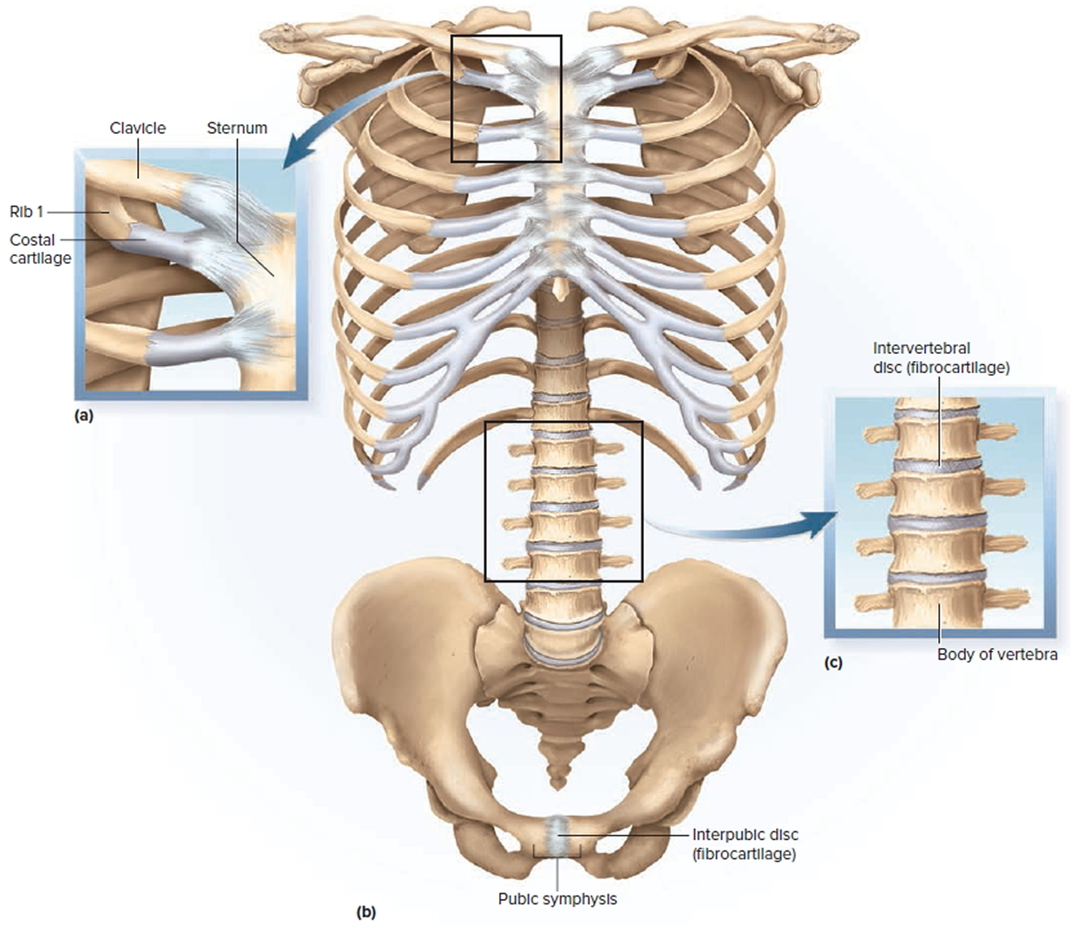 types-classification-of-body-joints-cartilaginous-synovial-joint