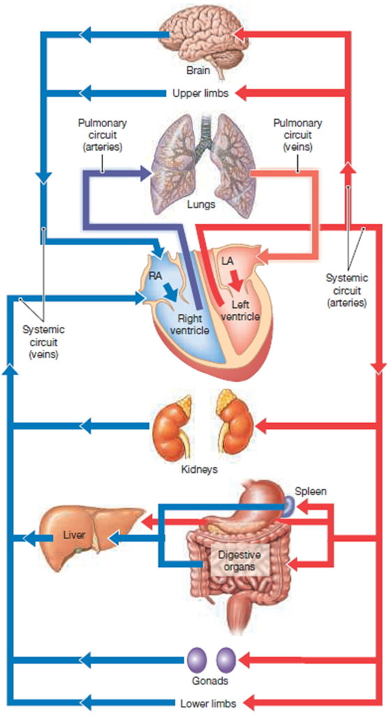 Blood Vessels Types - Layers of Blood Vessels - Carry Blood Away