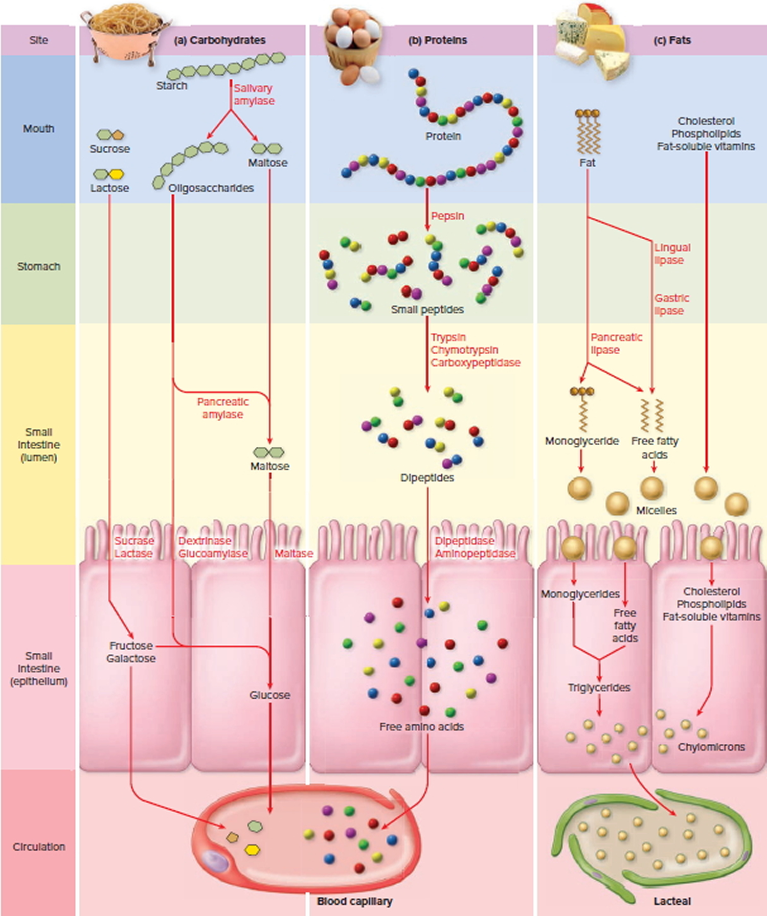 Digestion and Absorption of the Major Organic Nutrients in Small Intestine