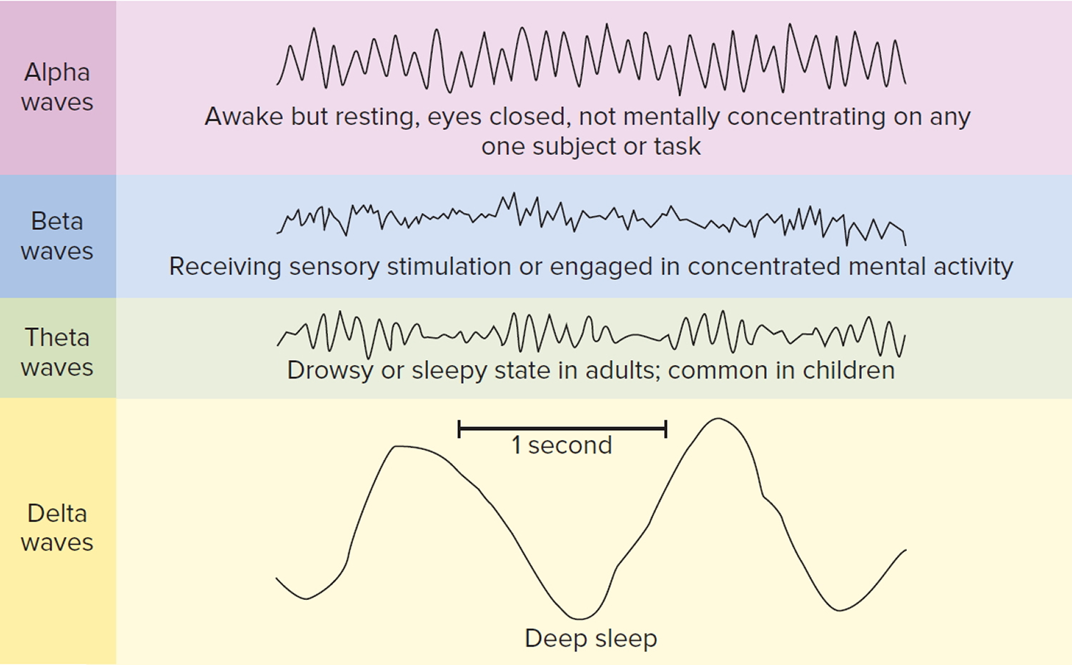 Rem Sleep Cycle Delta Waves at Means blog