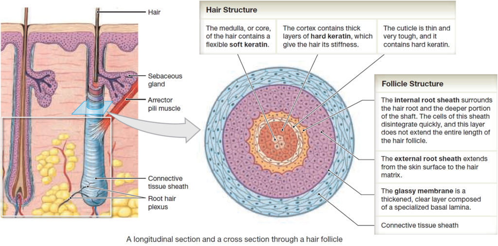 Hair Shaft Follicle Structure Hair Bulb Root Function   Hair Follicle 1 1024x507 