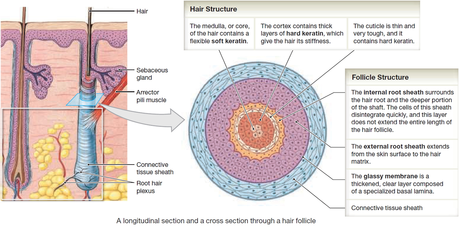 Hair - Shaft, Follicle, Structure, Hair Bulb - Root & Function