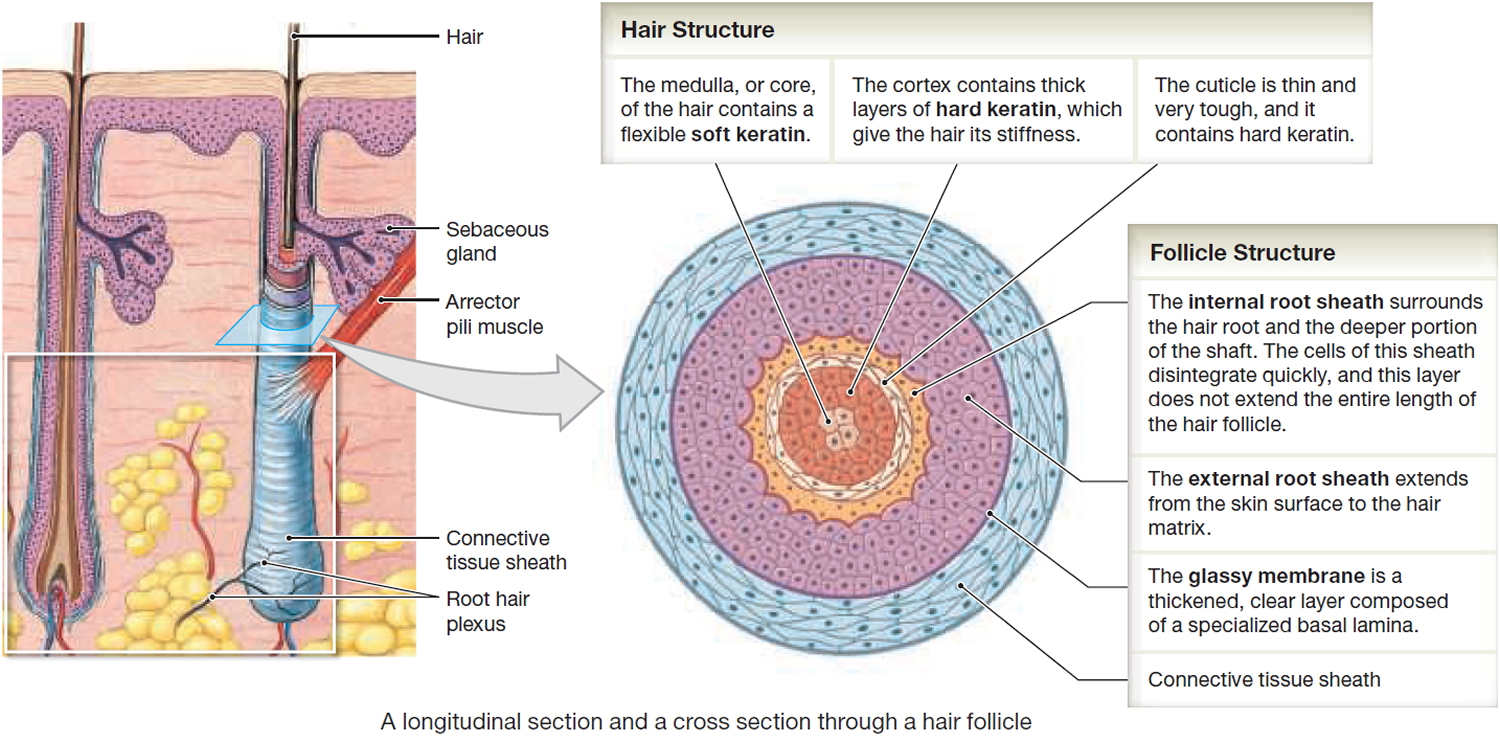 Hair Shaft, Follicle, Structure, Hair Bulb Root & Function