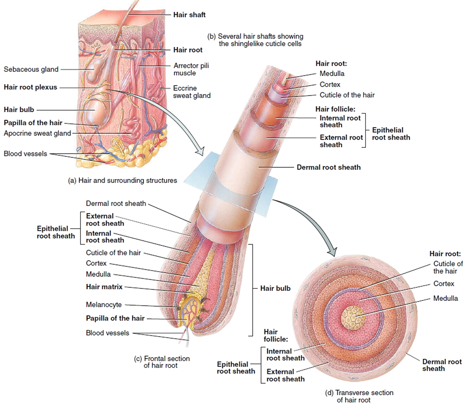 Hair Shaft Follicle Structure Hair Bulb Root And Function 