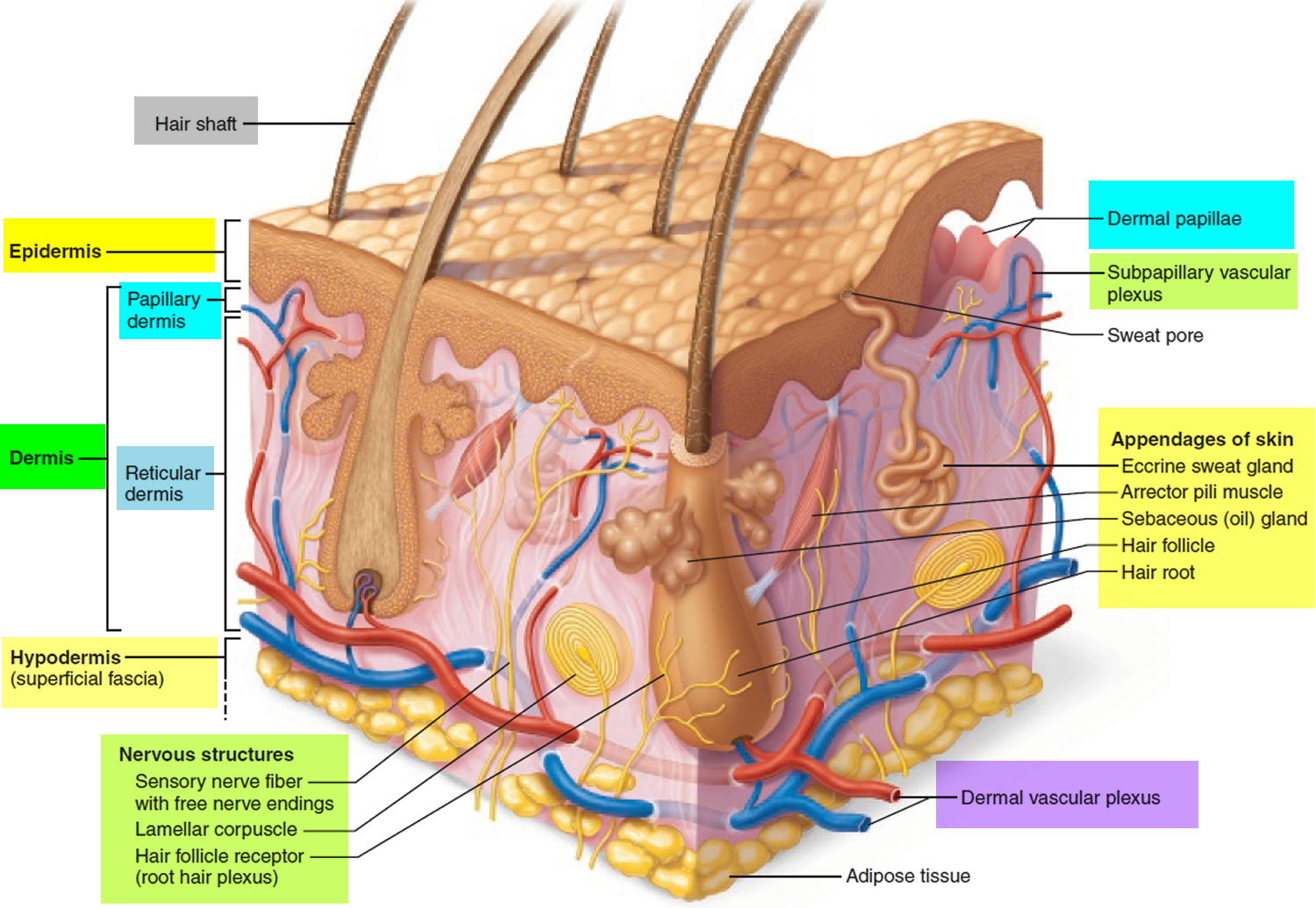 Hair Shaft, Follicle, Structure, Hair Bulb Root & Function