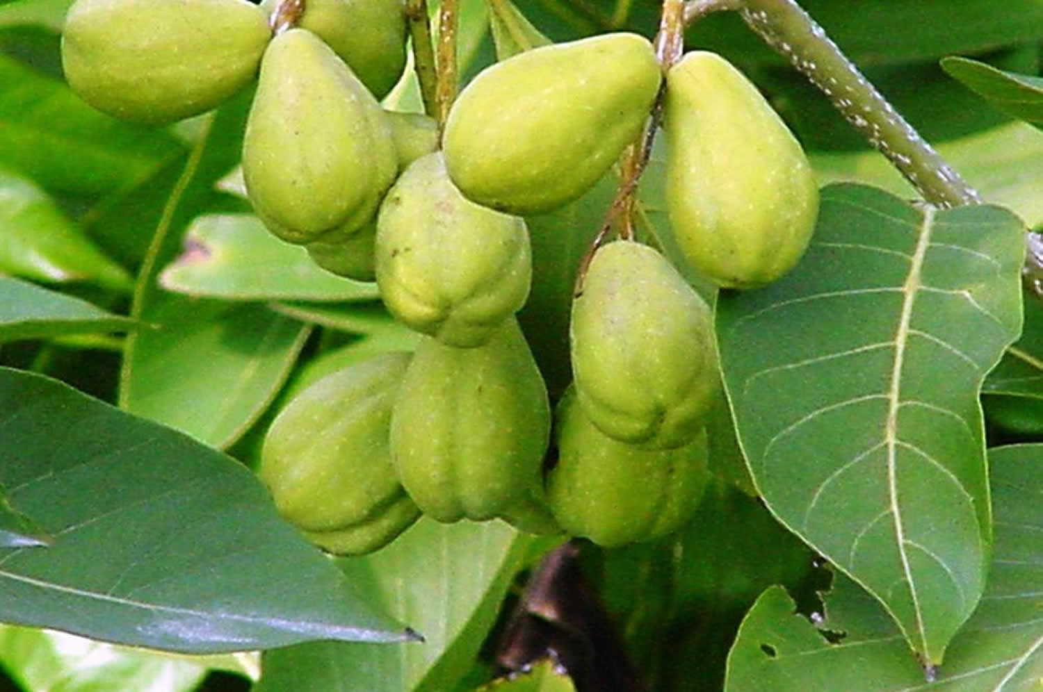 Haritaki - Terminalia chebula