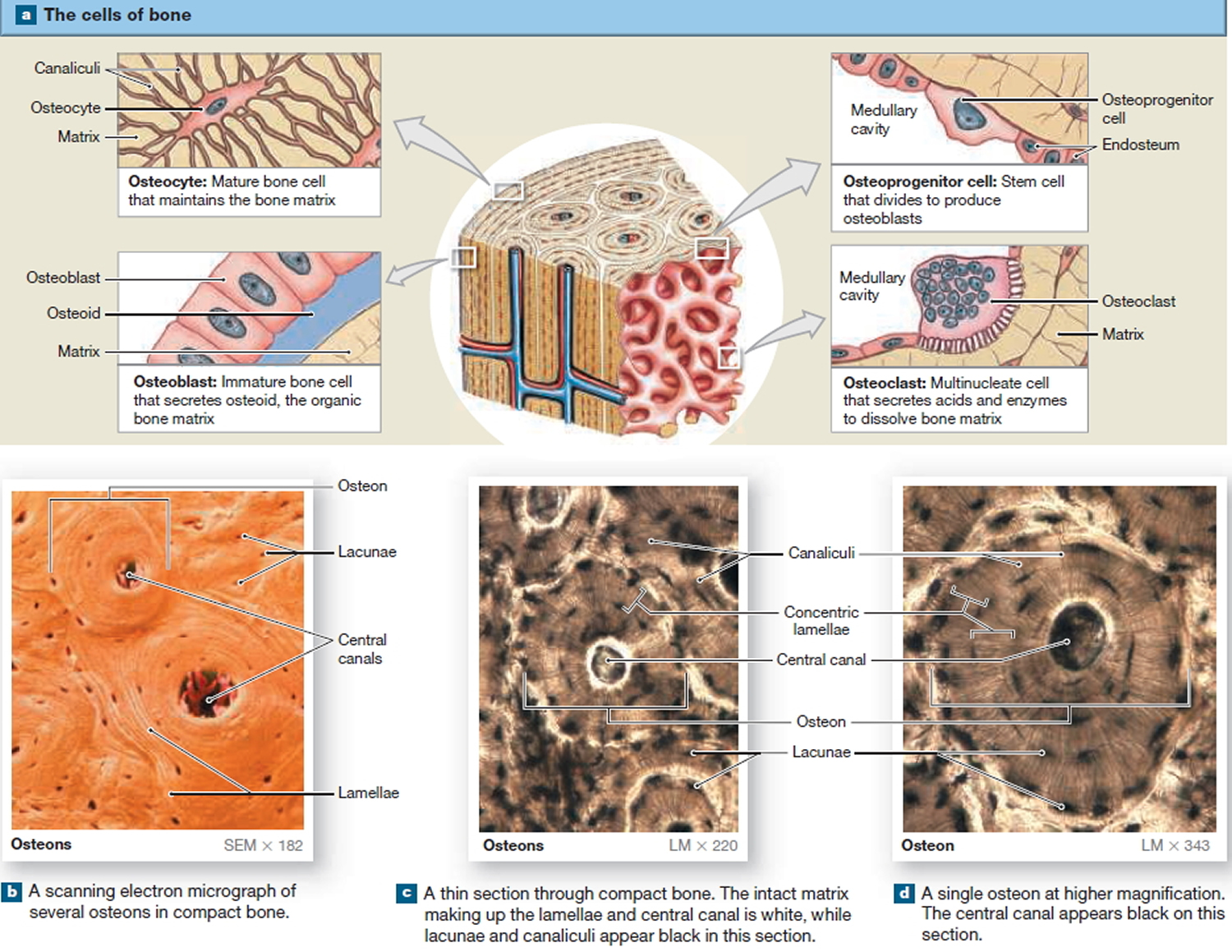 Histological Structure of a Typical Bone