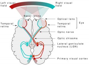 Human Eye Anatomy - Parts of the Eye and Structure of the Human Eye