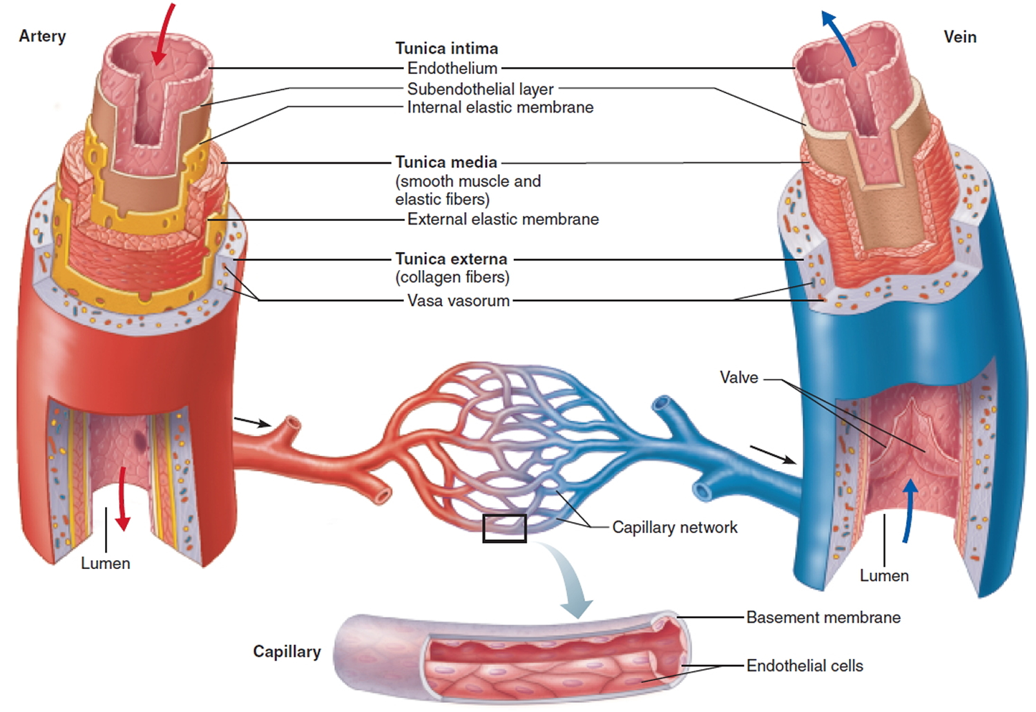Строение стенки кровеносных сосудов. Строение артериального сосуда. Строение сосудов артерия Вена капилляр. Строение артерий и вен анатомия. Стенки артерий и вен имеют