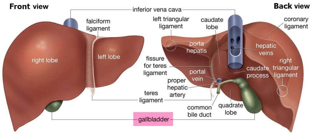 Liver - Function, Anatomy and Parts of the Human Liver