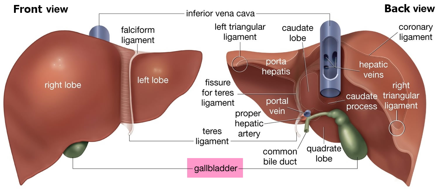Liver Diagram Labeled : Pin on Photography - In this video i will draw