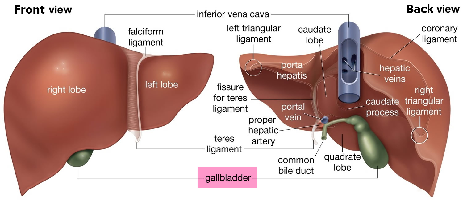 human liver function