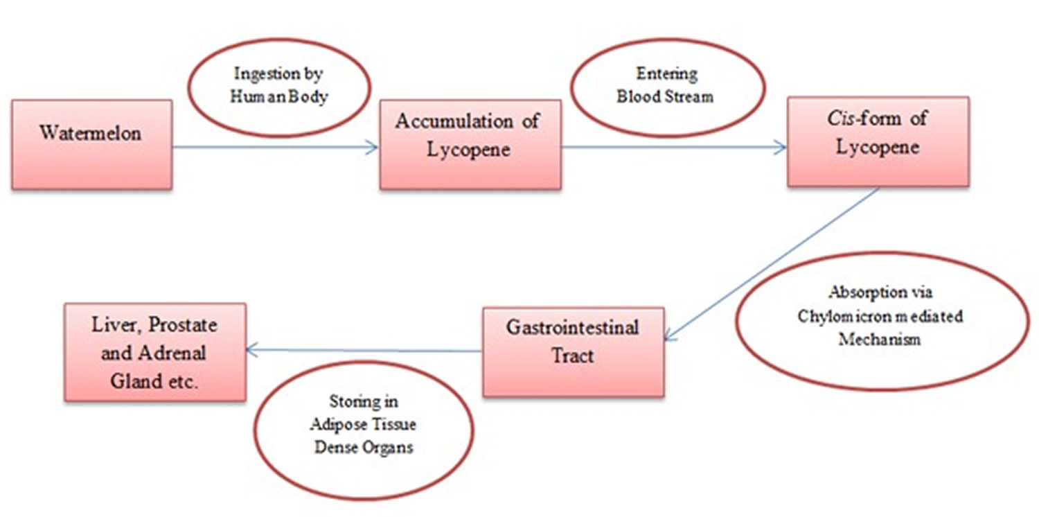 Lycopene absorption in human