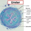 Microscopic structure of the ureter