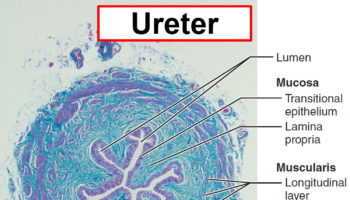 Urethra - Causes of Urethra Pain, Itchy, Burning Urethra - Stretching