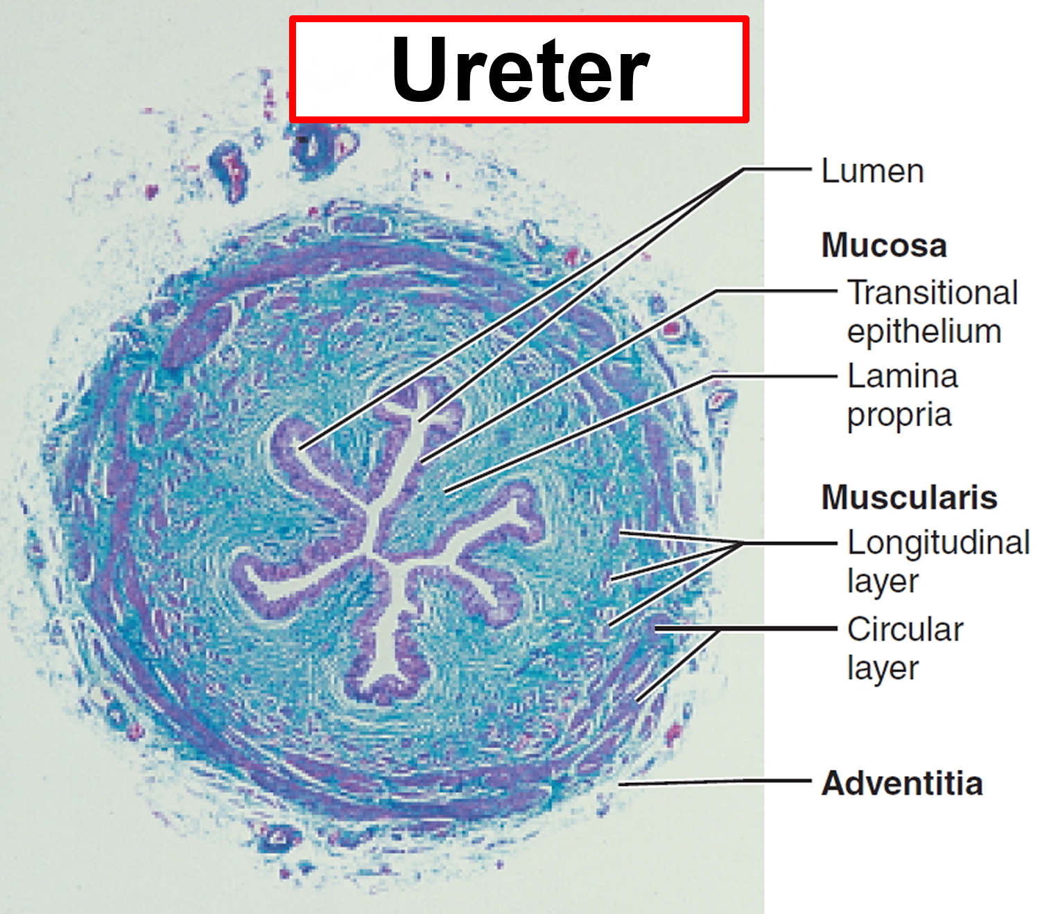 Microscopic structure of the ureter